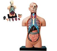 YHNNH, 4D Vision Modello di anatomia umana Puzzle di assemblaggio Giocattolo Anatomico Huamn Organi interni for risorse di apprendimento Aiuto educativo for la scuola, l'istruzione
