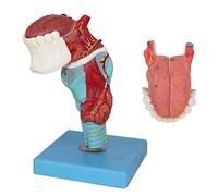 YHNNH, Modelli anatomici della laringe umana con scheletro medico della lingua della gola, scheletro anatomico, 5 parti, 55 indicazioni digitali, for l'insegnamento del display