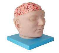 YHNNH, Modello anatomico del cervello umano, modello cerebrale staccabile in 9 parti con logo digitale, utilizzato nel modello didattico di visualizzazione dello studio in aula di scienze