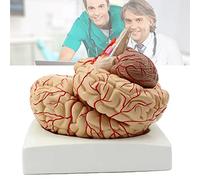 YHNNH, Modello anatomico dell'arteria cerebrale di dimensioni adulte staccabili in 9 parti, modello anatomico del cervello umano con numero di posizione dipinto a mano con vassoio