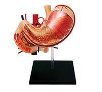 YHNNH, Modello anatomico dello stomaco assemblato 4D - Anatomia dell'organo umano Modello anatomico dello stomaco staccabile in 12 parti fai-da-te - for esposizione didattica e regali