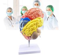 YHNNH, Modello anatomico di mezzo cervello con base espositiva Modello anatomico di cervello umano a grandezza naturale for supporto visivo dei professori della scuola di medicina