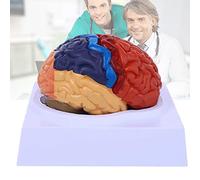 YHNNH, Modello anatomico in 2 parti del cervello Modello anatomico del cervello umano a grandezza naturale con codice colore con base espositiva for l'insegnamento in aula di scienze