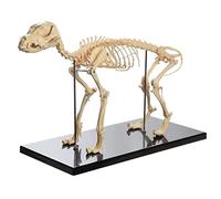 YHNNH, Modello anatomico, Modello didattico di anatomia animale for cani, Scheletro di cane anatomico for biologia umana Strumento dimostrativo veterinario PVC avanzato
