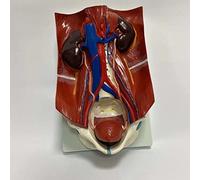 YHNNH, Modello del sistema urinario, modello anatomico del sistema urinario medico umano, utilizzato for l'insegnamento ospedaliero e la visualizzazione della formazione
