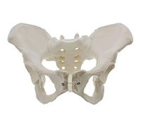 YHNNH, Modello dell'anca a grandezza naturale, Modello di anatomia femminile, Modello pelvico dell'osso iliaco Modello anatomico femminile for studio medico, scientifico, educativo e anatomico