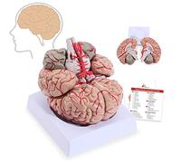 YHNNH, Modello dell'arteria cerebrale umana, modello anatomico dell'arteria cerebrale staccabile for adulti, numero di posizione dipinto a mano Modello anatomico del cervello umano con vassoio