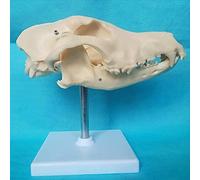 YHNNH, Modello di testa di teschio animale - Modello anatomico di osso naturale di cane - Modello anatomico medico di scheletro canino for modello didattico di medicina veterinaria