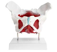 YHNNH, Modello pelvico, modello anatomico del bacino a grandezza naturale Modello pelvico femminile con muscoli for anatomia Modello osseo da esporre in aule e studi medici