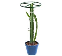 Yianyal Graticcio Per Cetrioli | Gabbia Regolabile | Supporto per Dragon Fruit da Interno | per Viti di Cetrioli Fiori in Vaso Esterno Cortile Patio Giardiniera Donne
