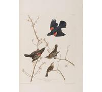 YIMACBJXX Dipinti Famosi Parete Immagine Arte Dipinto Ilustración de Aves de América por John Audubon per L'arredamento del Soggiorno 60x90cm