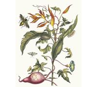 YIMACBJXX Dipinti Famosi Poster Stampa Stampe Pittura Ipomoea Batatas y Heliconia Psittacorum por Maria Sibylla Merian per la Decorazione Della Parete 60x90cm