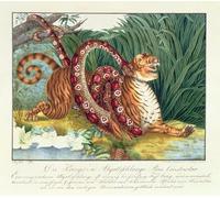 YIMACBJXX Famoso Arte Della Tela Quadri Modemi El tigre y la boa constrictor de Aloys Zötl per Decorazioni per la Casa 60x90cm