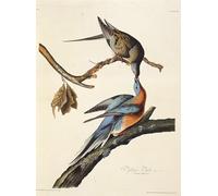 YIMACBJXX Famoso Tela e Immagini Mural Dipinto la paloma mensajera de Birds of de John Audubon per L'arredamento Della Camera da Letto 60x90cm
