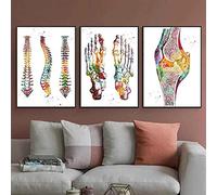 Yimesoy Anatomia Umana Sistema Muscolare Colorato Wall Art Canvas Painting Poster E Stampe Mappa Del Corpo Immagini A Parete Medical Home Decor 20"X28"X3Pcs