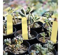Yinhing 100 Pezzi in PVC Bianco da Giardino per Vasi per Piante, Marcatori per Etichette per Semi, Paletti per l'identificazione di Verdure e Fiori nel Vostro Cortile e Giardino (YELLOW)
