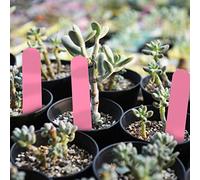 Yinhing 100 Pezzi in PVC Bianco da Giardino per Vasi per Piante, Marcatori per Etichette per Semi, Paletti per l'identificazione di Verdure e Fiori nel Vostro Cortile e Giardino (PINK)