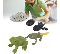 Yinhing Kit di Giunco a Rana, Giocattoli Rane in Miniatura Biologia Educativa Giocattolo Rana Ciclo di Vita Animale Kit per Ragazzi Bambini Bambini