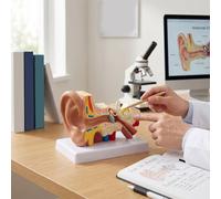 Yinhing Modello di Anatomia Dell'orecchio Modello di Orecchio Anatomico in PVC Dell'orecchio Sinistro Ingrandito 1,5X con Organi di Equilibrio Interni Centrali Esterni per Studio Desktop