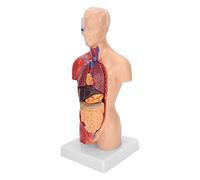 Yinhing Modello di Torso Umano 28 Cm con Organi Interni Staccabili, Modello di Assemblaggio Anatomico per L'insegnamento della Scienza Medica, Materiale in PVC