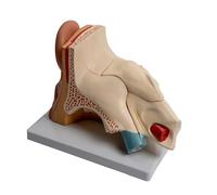 YiNLuax Il modello di anatomia dell'orecchio umano ingrandito mostra la struttura dell'orecchio interno dell'orecchio esterno Modello di organo uditivo anatomico per la lezione