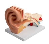 YiNLuax Modello anatomico dell'organo uditivo ingrandito del modello di anatomia dell'orecchio umano mostra i dettagli dell'orecchio interno dell'orecchio esterno