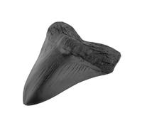 Yiokii Dente di squalo Megalodon fossilizzato naturale, vero fossile preistorico