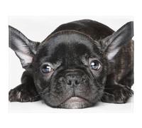 YISUMEI - Morbida coperta in pile - Bulldog francese nero, 100 x 150 cm, coperta per divano o letto