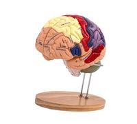 YIXANNX Modello di cervello ingrandito di dimensioni doppie, anatomicamente accurato, per insegnare la comprensione dell'anatomia umana in classe. Modello visualizzazione per lo studio in classe,