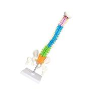 YIXANNX Modello di colonna vertebrale anatomica professionale da 45 cm Modello di colonna vertebrale impermeabile Risorse didattiche Forniture scientifiche per la casa