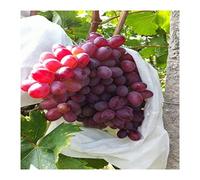 YKMYXZ, 100 Sacchetti barriera for Piante da Giardino, in Tessuto Non Tessuto, for la Protezione della Frutta, Anti-Insetti, for UVA, Pitaya e Pesca.(100pcs 28x38cm)