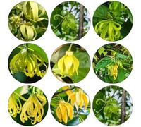 ylang ylang Cananga odorata - decorativi di roccia resistenti per interni esotici semi primavera resistenti balcone perenni per pleno sol 200pcs