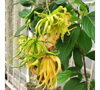 ylang ylang primavera semi da balcone resistenti semi roccia resistenti giardino selvaggio interni ciondoli, perenni 80pcs