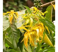 Ylang Ylang Silvestre semi decorativi roccia resistenti scalapanti perenni resistenti per pleno sol giardino interno 150pcs