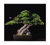 YNIYUJKL Albero Bonsai Albero Artificiale Bonsai Pianta Artificiale in Vaso Ingresso Interno Pianta Verde Decorazione Decorazione D'Interni Cinese Albero Finto con Vaso,Brass