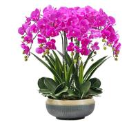 YNIYUJKL Fiore Artificiale 68 Cm Fiori Artificiali Phalaenopsis con Vaso in Porcellana Set di Orchidee Finte in Poliuretano Fiori Finti in Vaso