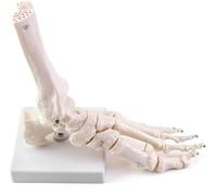 YNIYUJKL Modello A Grandezza Naturale di Piede E Caviglia Umana - Scheletro Anatomico Medico Completamente Articolato con Tibia E Perone per La Didattica delle Scienze.