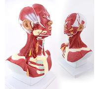 YNIYUJKL Modello Anatomico dei Muscoli della Testa E del Collo, Muscoli della Testa E del Collo, Modello della Carotide, Anatomia Muscolare della Testa E del Viso Umano, Schizzo Artist