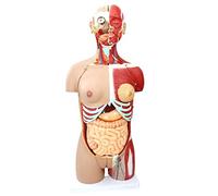 YNIYUJKL Modello Anatomico del Corpo Umano da 85 Cm, con Muscoli Viscerali E Anatomia del Torso. Campione di Organi per Risorse Didattiche E di Apprendimento. Composto da 29 Parti