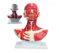 YNIYUJKL Modello Anatomico della Testa Umana E dei Muscoli Facciali per L'Allenamento Microplastico del Viso E La Chirurgia Muscolare Facciale.