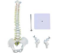 YNIYUJKL Modello di Colonna Vertebrale Umana - Mini Modello Anatomico da 45 Cm con Supporto, Bacino, Colonna Vertebrale, Nervi E Vertebre per Studi Scientifici O Educazione del Pa