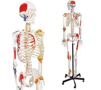 YNIYUJKL Modello di Scheletro Umano per Lo Studio Dell'Anatomia, 70 Pollici (Circa 178 Cm), Include Braccia, Gambe, Mandibola E Punti di Origine E Inserzione Muscolare Mobili.