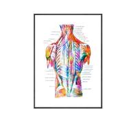 Yocheng Poster di anatomia dei muscoli del torso,stampa ad acquerello,arte medica,struttura della schiena,anatomia,dipinto su tela,decorazione murale scientifica per la casa 50x70cm Senza Cornice