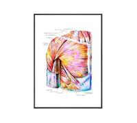 Yocheng Poster di anatomia dei muscoli del torso,stampa ad acquerello,arte medica,struttura della schiena,anatomia,dipinto su tela,decorazione murale scientifica per la casa 50x70cm Senza Cornice