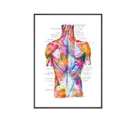 Yocheng Poster di anatomia dei muscoli del torso,stampa ad acquerello,arte medica,struttura della schiena,anatomia,dipinto su tela,decorazione murale scientifica per la casa 40x50cm Senza Cornice