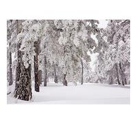 YongFoto 3x2m Vinile Sfondo Fotografico Natale sulla neve Alberi Forte nevicata WinterHappy New Year Fondale Foto Festa Bambini Boby Nozze Adulto Partito Studio Fotografico Puntelli