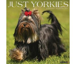 Yorkies 2027 Wall