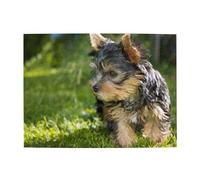 Yorkshire Terrier, erba verde, cani carini, puzzle da 500 pezzi per adulti - Puzzle in legno per adulti e anziani
