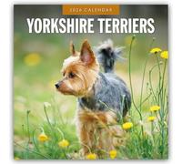 Yorkshire Terriers - Yorkshire Terrier 2026 - 16-Monatskalender: Original Red Robin Publishing Ltd-Kalender [Mehrsprachig] [Kalender]