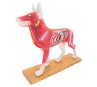 YOSADIER Modello Anatomico del Cane per Agopuntura in Pvc, Strumento Didattico Dettagliato per Studenti e Insegnanti, Modello di Medicina Cinese per Formazione e Laboratori Scientifici